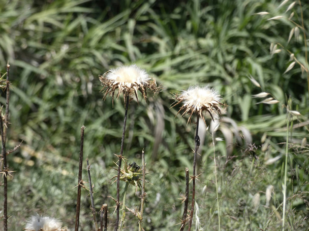 Distelblüten mitten im Frühling, bereit, die Samen entweder durch Wind oder tierischen Kontakt zu streuen - Foto, Bild