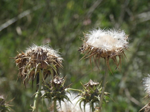 春の真ん中にアザミの花は、風によって、または動物の接触のいずれかによって種子を散乱させる準備 - 写真・画像
