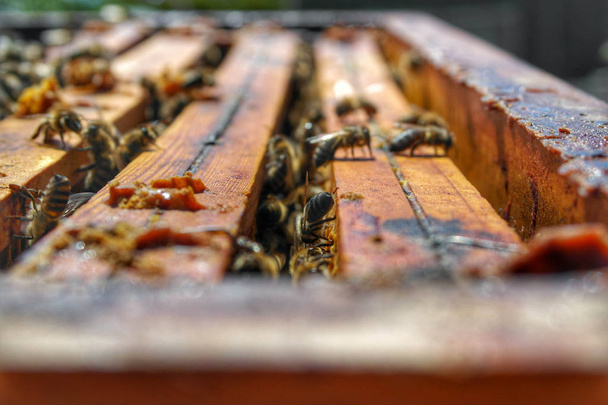 Mézelő méh a méhkolónia - Fotó, kép