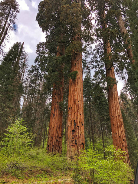 Sequoia vörösfenyő - Fotó, kép