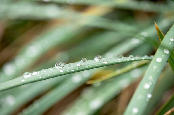 緑の草の上の雨滴を閉じる, 雨の後の朝に, 夏 - 写真・画像