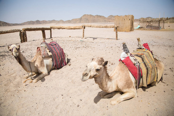 Верблюд в пустыне Сахара
  - Фото, изображение