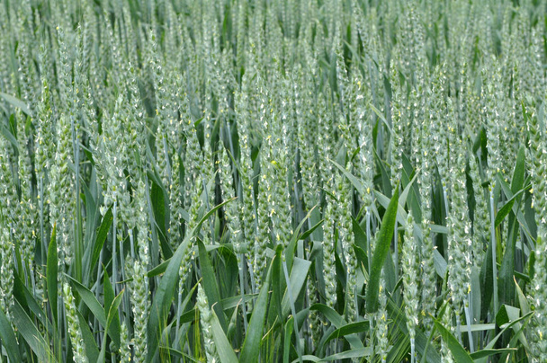 У полі зелена озима пшениця
 - Фото, зображення