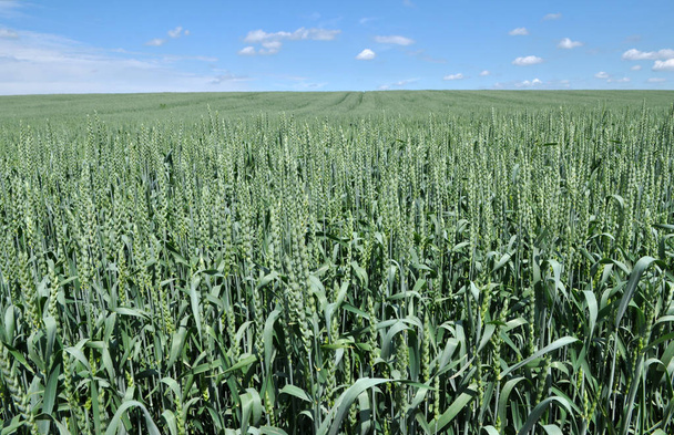 V oblasti zelené ozimé pšenice - Fotografie, Obrázek