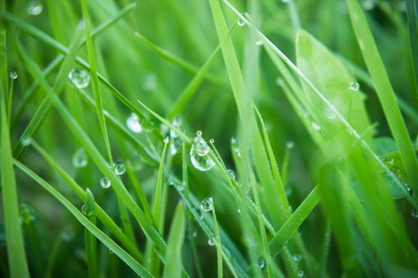 hierba verde fresca con gotas de rocío - Foto, Imagen