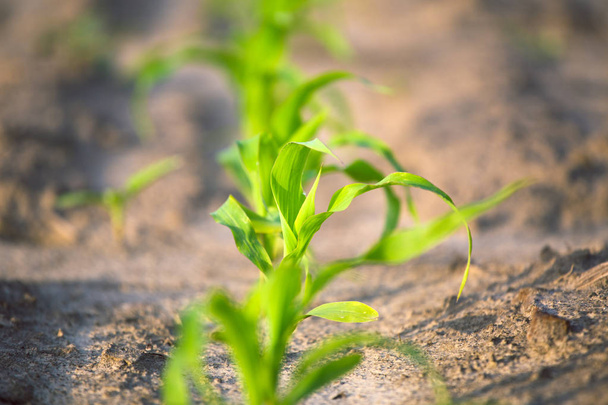 Young shoots of corn closeup. - Photo, Image