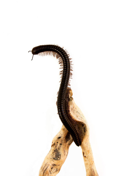 Le mille-pattes kenyan Telodeinopus aoutii se régale de fruits, classe : Diplopoda rampant autour d'un petit chicots enfoncés sur un fond blanc
. - Photo, image