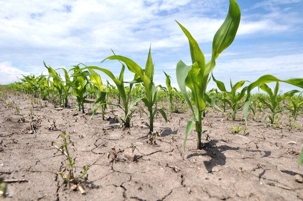 Молодая кукуруза с использованием гербицидов защищена от сорняков
 - Фото, изображение