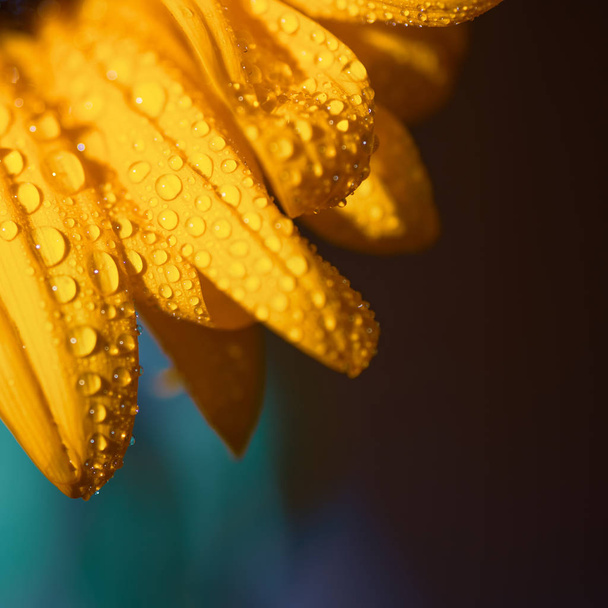 a bright Sunny sunflower with dew drops on yellow petals on colored background - Photo, image