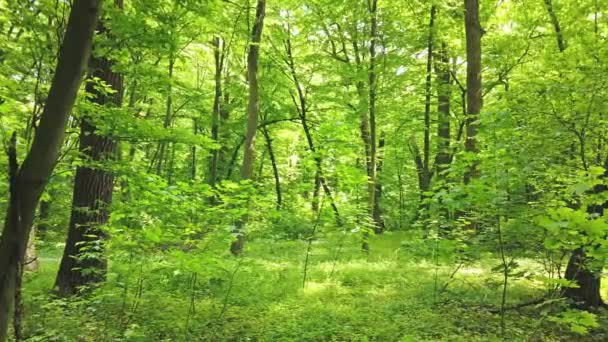 Foresta verde con alberi e luce del sole che attraversa le foglie, clip 4K
 - Filmati, video