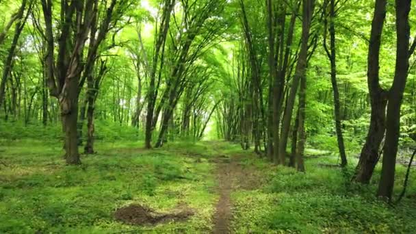 Bosque verde con sendero, árboles y luz solar atravesando hojas, clip 4K
 - Metraje, vídeo