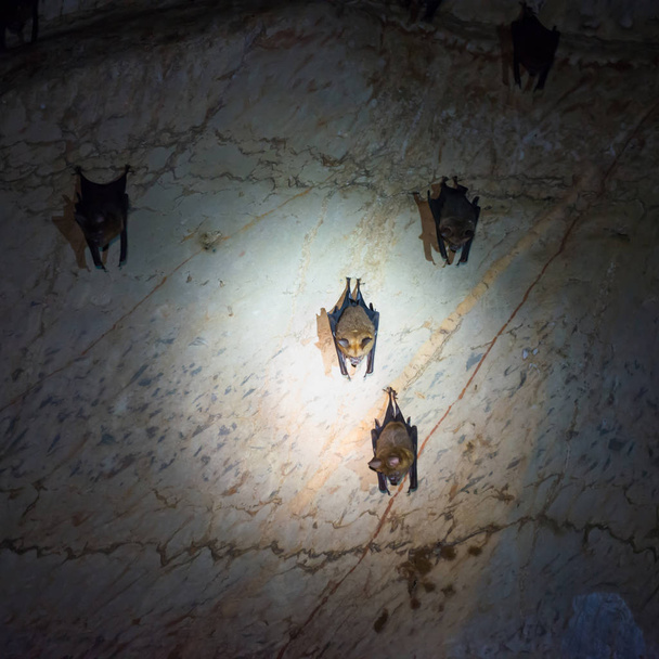 Kolonia nietoperzy w naturalnej jaskini - Zdjęcie, obraz