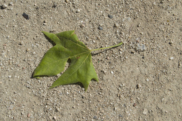 ένα πράσινο φύλλο που έπεσε σε ένα αμμώδες έδαφος - Φωτογραφία, εικόνα