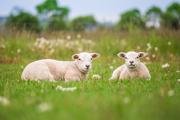Ewe、春の緑豊かな牧草地で生まれた新生児の双子の小羊. - 写真・画像