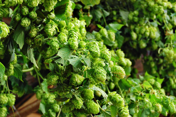 liana and cones of hop - Photo, Image