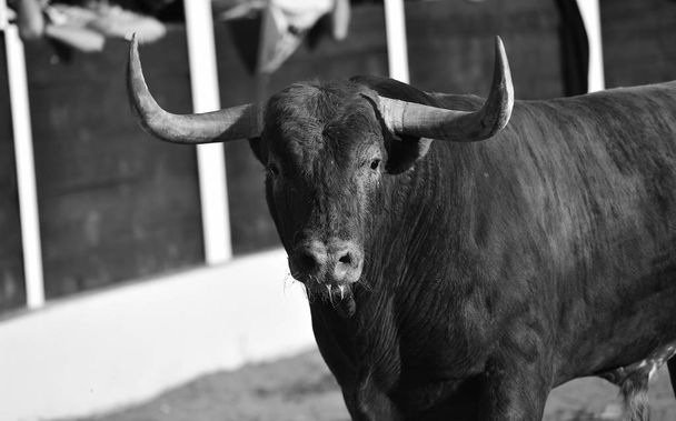 brown bull running on bullring on spain - Photo, Image