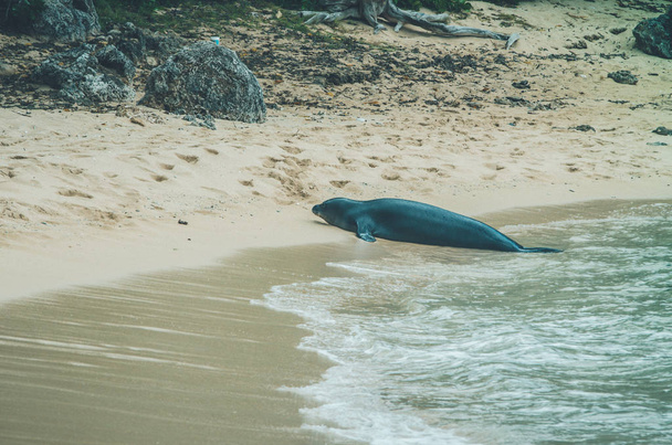 Monk seal walk out the water in Hawaii, US
. - Foto, Imagem