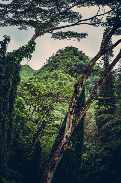 grüne Hügel inmitten der tiefen Vegetation in einem Wald in der Nähe von honolulu, hawaii, us - Foto, Bild