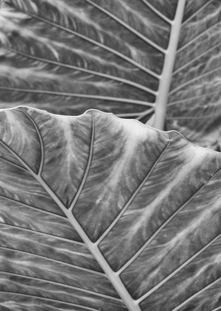 monochrome large abstract striped leaf tropical abstract nature background - Photo, Image