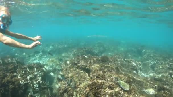 Snorkeling Felicite Island - Filmati, video