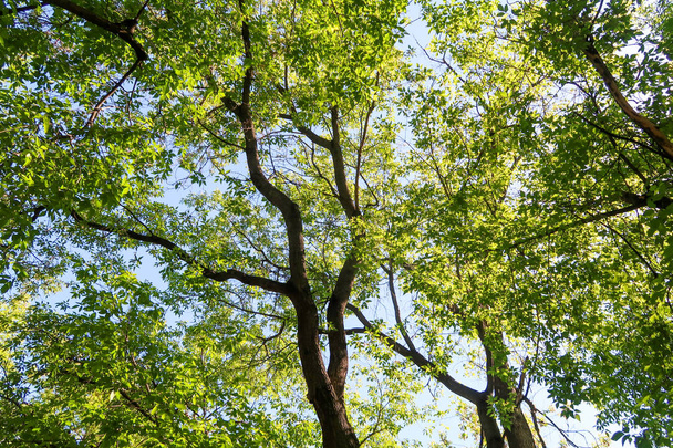 Green leaves of trees view from below against the blue sky, spring nature. - Foto, afbeelding