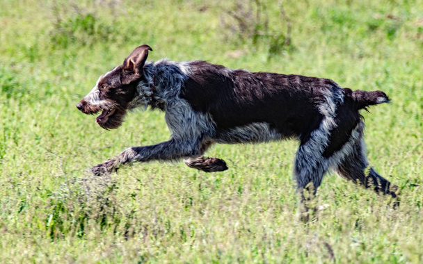 Полювання на собак, зелене поле природи літо
. - Фото, зображення