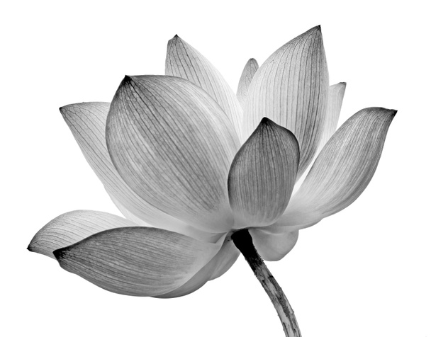 izole lotus - Fotoğraf, Görsel