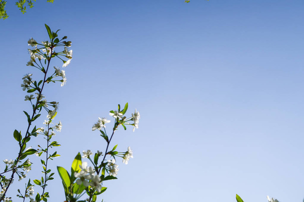 Білі квіти яблучної вишні на тлі блакитного неба. Природа весна
. - Фото, зображення