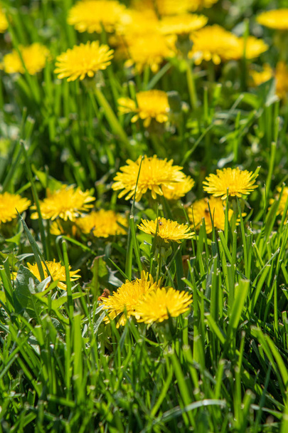 Żółty kwiat mniszka w zielonej trawie, wiosenna sceneria. - Zdjęcie, obraz