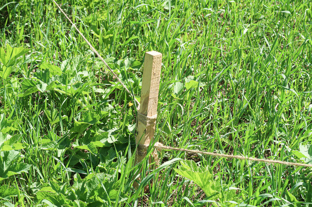 Paletto di legno nel terreno con una corda nell'erba verde
. - Foto, immagini