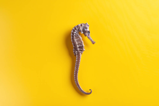 сухой морской конёк как китайская медицина на желтом фоне
 - Фото, изображение