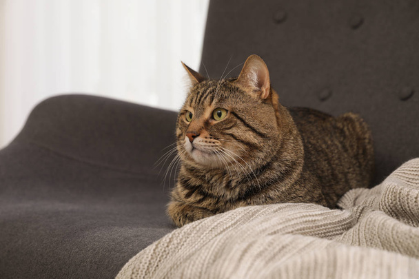 Cute striped cat lying on sofa with plaid - Foto, afbeelding