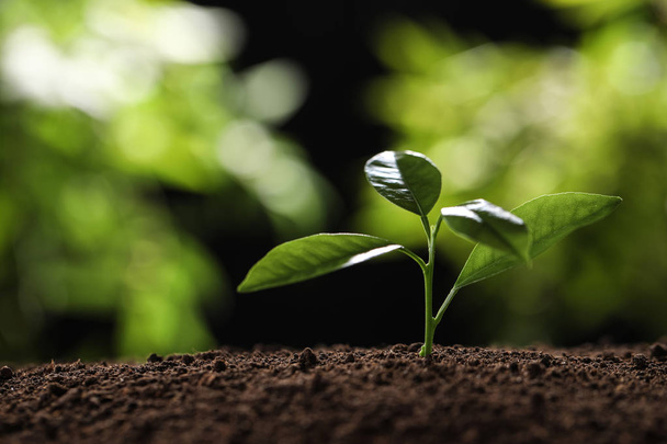Young plant in fertile soil on blurred background, space for text. Gardening time - Fotoğraf, Görsel
