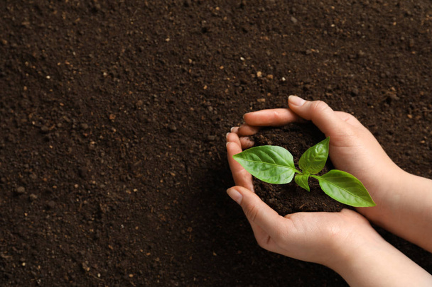 Woman holding green seedling on soil, top view. Space for text - Photo, image