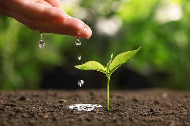 Woman pouring water on young seedling in soil against blurred background, closeup - Photo, Image