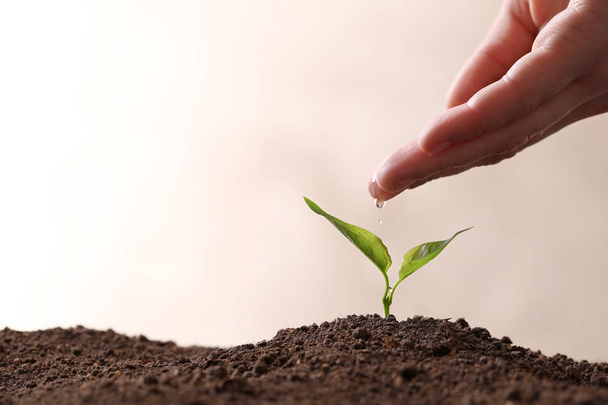 Farmer pouring water on young seedling in soil against light background, closeup. Space for text - Foto, imagen
