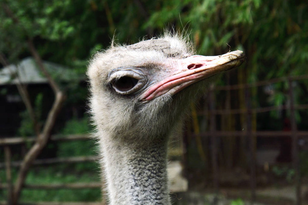 ostrich - Foto, afbeelding