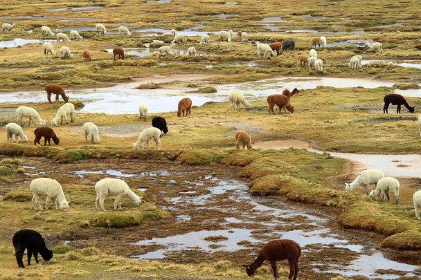 Group of llamas in high Andean altiplano - Photo, Image