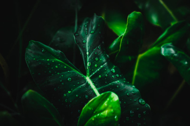 Blur closed up green leaf background. - Foto, afbeelding