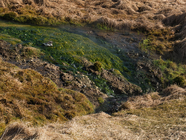 Az algák az Izlandi Reykjadalur közelében lévő meleg patak mellett - Fotó, kép