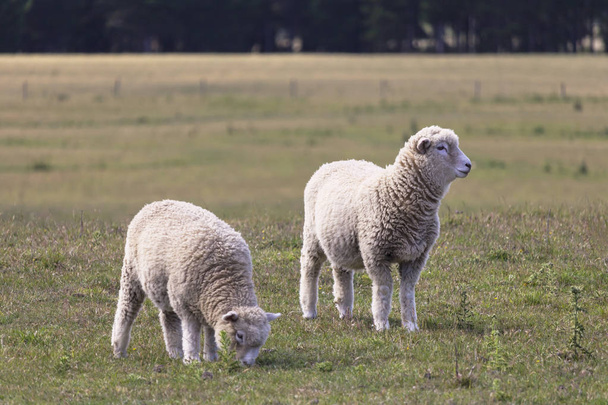 Dos ovejas de pie en el prado, Nueva Zelanda
 - Foto, Imagen