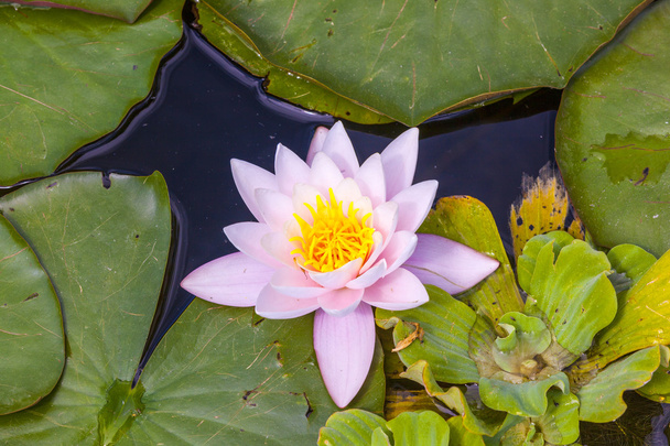 waterlily swims in the lake - 写真・画像