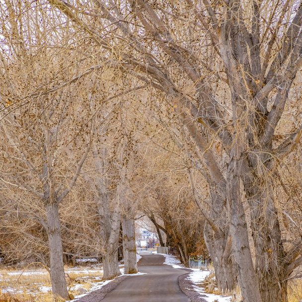 Keretes tér burkolt út közepette havas és füves terep bélelt magasodó barna fák - Fotó, kép