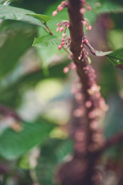 Cacao tree branch with pink flowers - Fotoğraf, Görsel