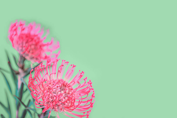 Two pink tropical flowers on mint background - Foto, immagini