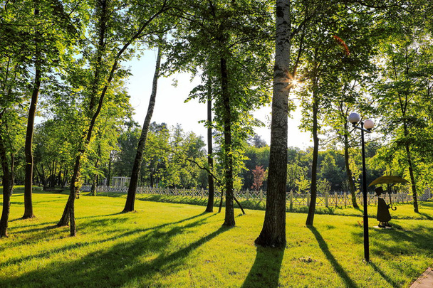beautiful daytime summer forest landscape - Fotografie, Obrázek