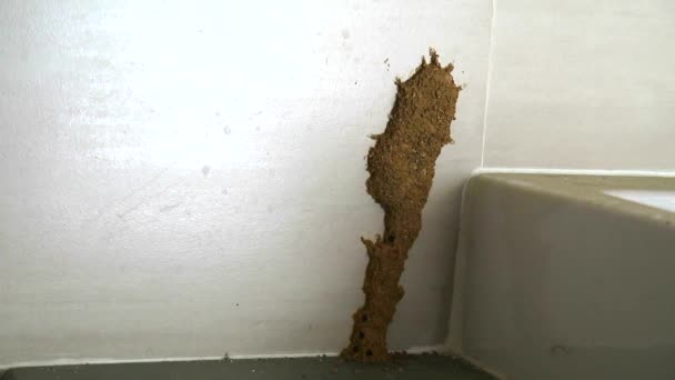 As térmitas fazem um ninho ao lado da pia para comer mobiliário1
 - Filmagem, Vídeo