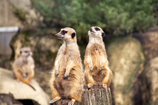 Two meerkats looking in different directions - Photo, Image
