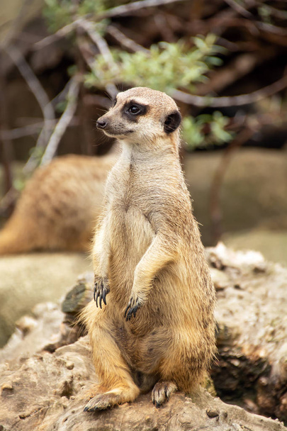 Meerkat sits looking into the distance - Photo, Image