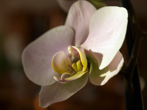 White Orchid-Phalaenopsis - Photo, Image